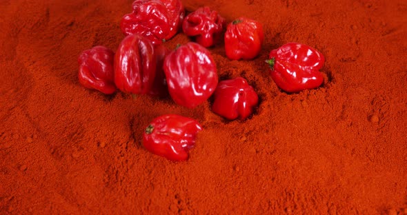 Hot Chili Pepper habanero, capsicum chinense , falling on Powder of Chili Pepper, Slow Motion 4K alt