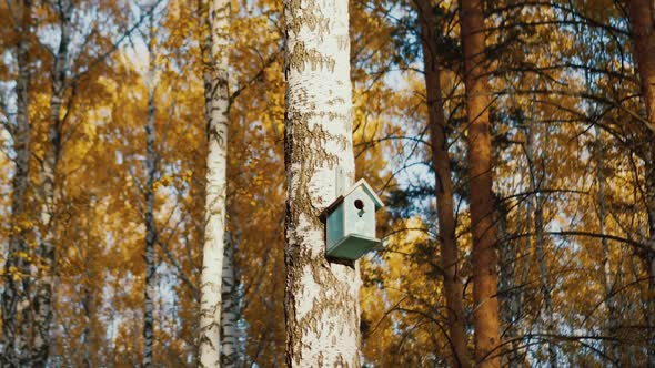 Wooden Birdhouse on the Tree in the Autumn Forest at the Sunny Day