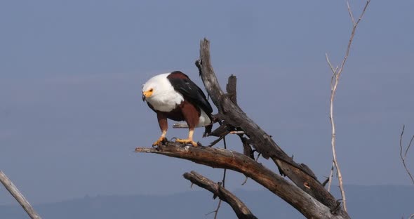 African Fish-Eagle, haliaeetus vocifer, Adult at the top of the Tree, Baringo Lake in Kenya alt