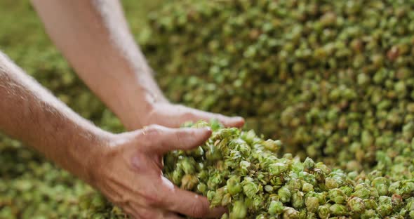 Close Up Hands of a Young Farmer Who Checks the Drying of the Hops and alt