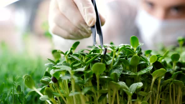 A Farmer Removes Sunflower Seeds From Microgreens alt