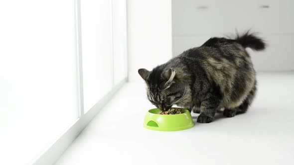 Cute cat eating in a bowl