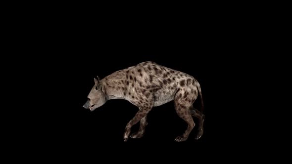 Hyena Walk alt
