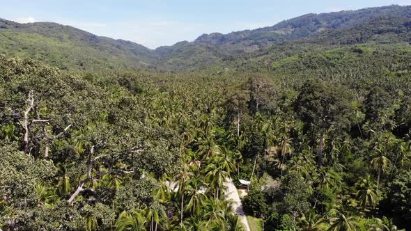 Path Through Coconut Plantation. Road Going Through Coconut Palms on Sunny Day on Koh Samui Island