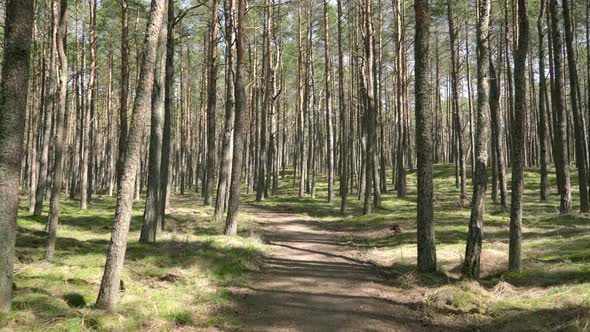 Walking Through Smiltyne Pine Forest on a Sunny Day