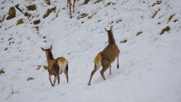 Closeup of a wild deer, deers with horns in nature covered in snow in wintertime, running and eating alt