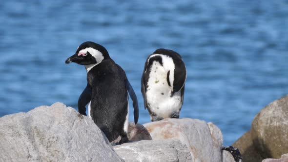 Two penguins preening their feathers on the rocks alt