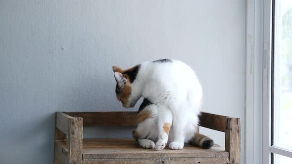 Cat Licking Its Fur At Home alt