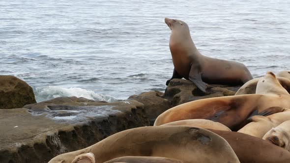 Sea Lion on the Rock in La Jolla, Wild Eared Seal Resting Near Pacific Ocean on Stone, Funny