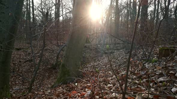 A leafy forest ground at sunset in Germany. Handheld pedestal shot alt