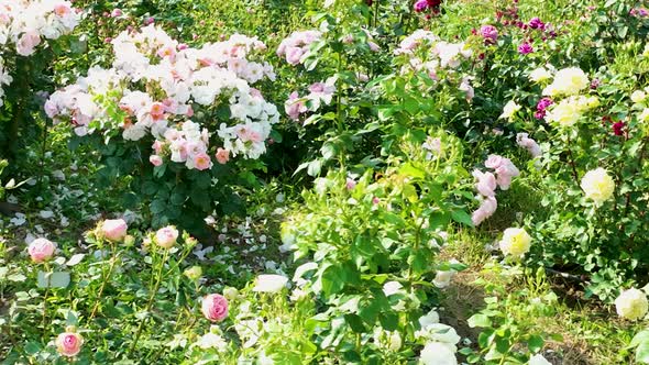 Flying over delicate picturesque bush blooming roses on a summer day in the park. Rose garden. alt
