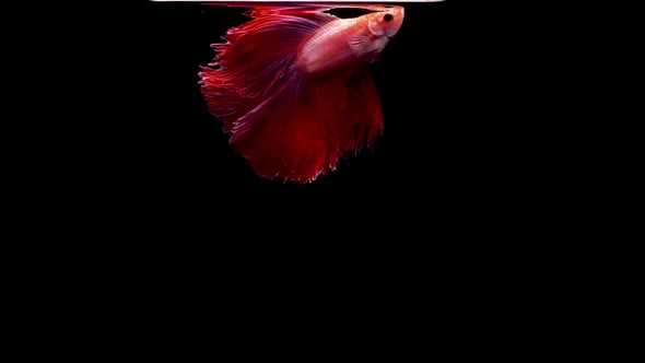 Siamese Fighting Fish Betta Splendens  alt