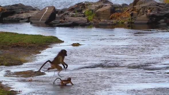 Chacma baboon in Kruger National park, South Africa alt
