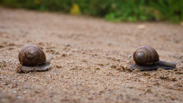 Snails On The Road alt