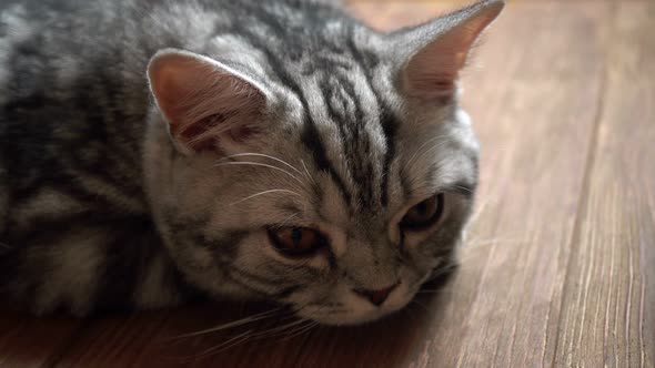 Scottish Cat Slider Shot 4k alt