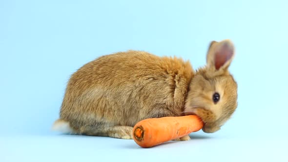 Little Fluffy Brown Handmade Rabbit Eating Ripe Fresh Carrot on a Pastel Blue Background alt