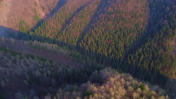 Aerial Shot of Drone Over Colorful Forest in Early Spring