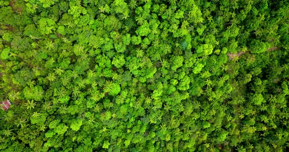 Aerial Shot of Palm Trees Field in the Jungle Koh Phangan Thailand alt