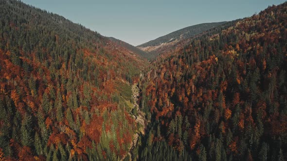 Thin Winding Mountain River Surrounded By Pine Trees