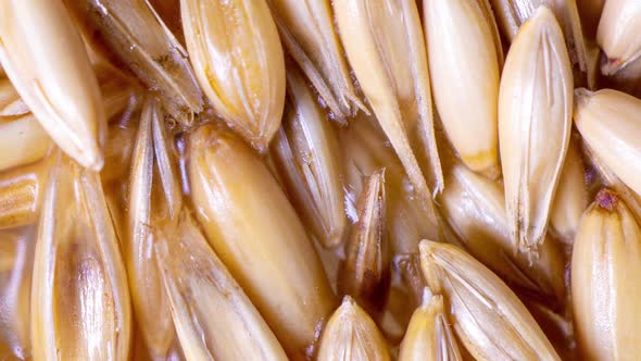 Sprouting Oat Grains, Healthy Eating Concept, Starting Life, Time Lapse, Macro Video alt