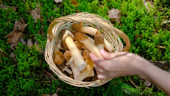 Verpa bohemica in the spring forest. Wicker basket from a vine on a green background alt