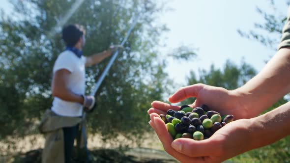 Farmer holding a hand full of olives in farm 4k alt
