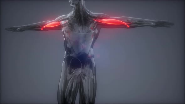 Biceps - Visible Muscle Anatomy Map alt