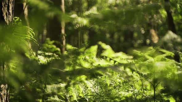 Forest floor at sunrise