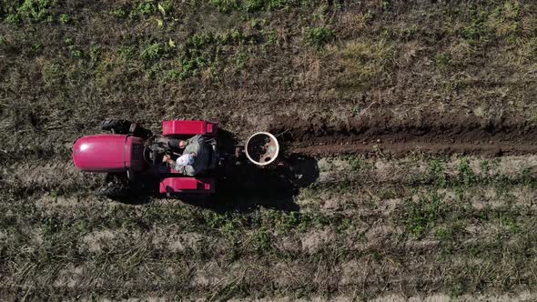 Farmer Digs Potatoes with a Small Tractor