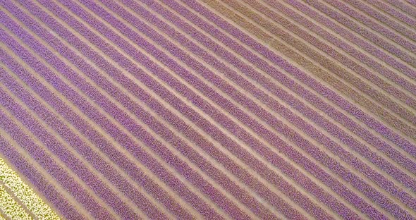 Aerial view of The Garden of Europe at Keukenhof botanical garden, Netherlands. alt