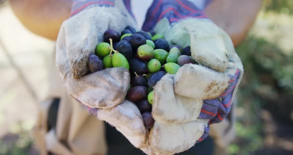 Farmer holding a hand full of olives in farm 4k alt