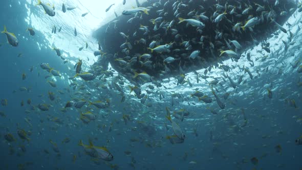 Unique perspective of a silhouette of a large boat floating in blue clear water with masses of schoo alt