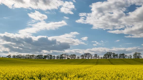 Time Lapse Canola Field. Rapeseed Field in Bright Sunshine and Moving Clouds, Timelapse