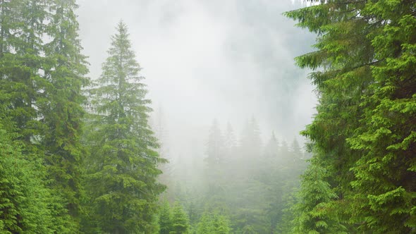 Dramatic Scenic Fog in Pine Forest on Mountain Slopes alt