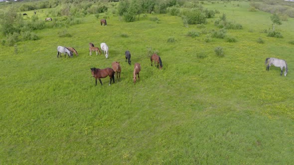 A Herd of Horses Graze in a Green Meadow Along the River