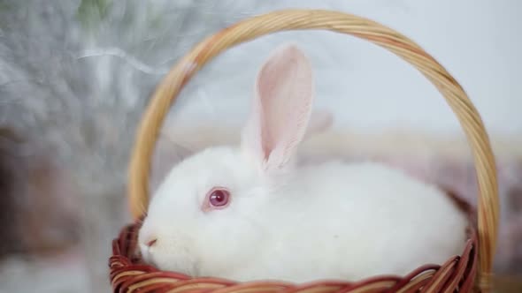 Easter Bunny with Easter Multicolored Eggs on a Green Background alt