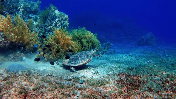 Coral reef turtle