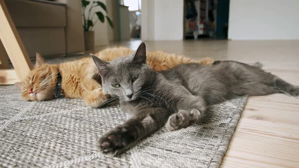 Two Ginger and Gray Domestic Cats Yawn and Sleeping and Wake Up Lying on Carpet on Floor at Home alt