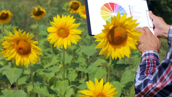 A young farmer working in a sunflower field looks at a profit growth chart in agribusiness. alt