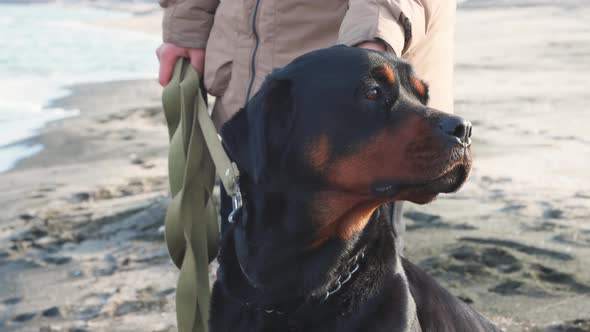An Unknown Girl in a Jacket Stands on the Beach Near the Sea and Scratches a Rottweiler Dog Behind alt
