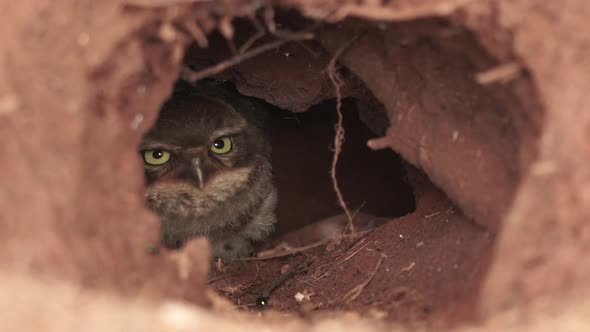 Burrowing owl chick resting inside nest with grumpy face looking to the front and blinking in slow m alt