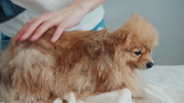 Woman Drying Dog Hair with Hair Dryer alt