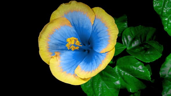 Yellow Blue Hibiscus Open Its Flower in Time Lapse. Blooming Two Colored Plant Blossoms alt