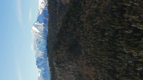 Aerial pull out over evergreen forest, Bucegi Mountains in distance. Vertical video alt