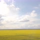Aerial Survey Of Yellow Rapeseed Field At High Altitude During The Day, 4k - VideoHive Item for Sale