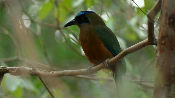 Beautiful tropical motmot bird on tree branch. Low angle alt