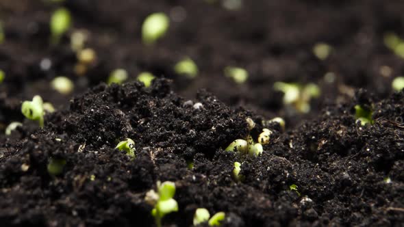 Plant Growing in Timelapse Sprouts Germination Green Seeds Time Lapse Spring and Summer Agriculture alt