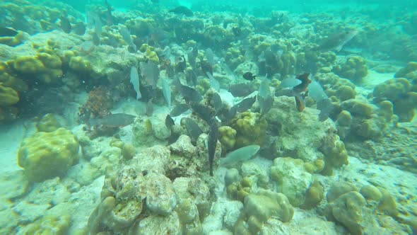 Lot of Parrotfish in the Andaman Sea Thailand alt
