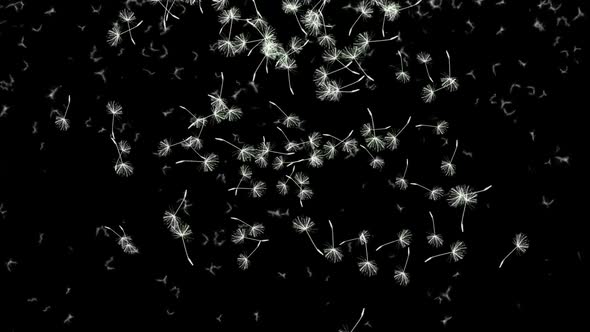 Flowing dandelions and seeds on black background