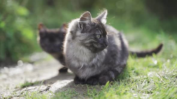 A Cute Gray Kitten Sits on the Green Grass and Looks Into the Camera alt